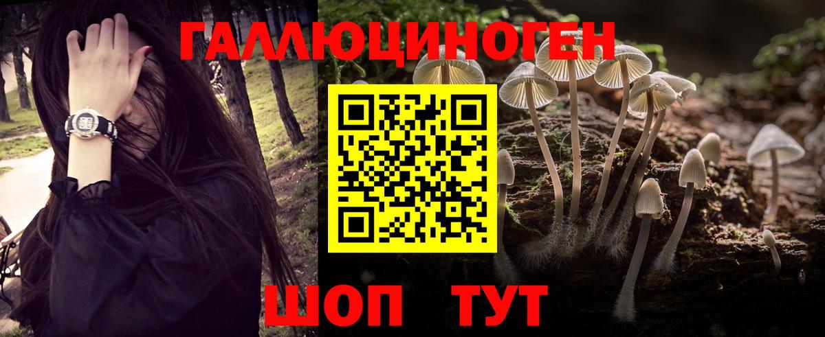 Галлюциногенные грибы Psilocybe Майский